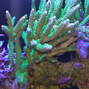 Live Coral
