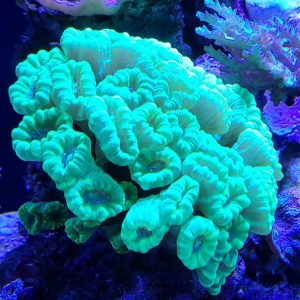 Almost Ginormous - Neon Kryptonite Candy Cane Colony 40+ Heads