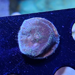 Toxic Avenger Chalice Coral Frag