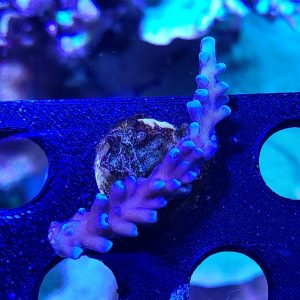 Oregon Tort Acropora Coral #3