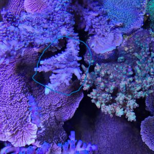 Staghorn Formosa Acropora - Purple Teal Stag
