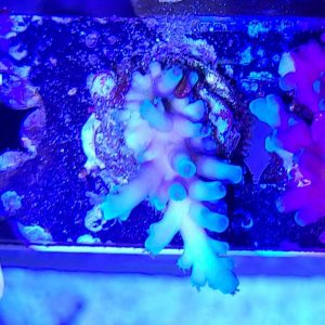 Oregon Tort Acropora Coral #4