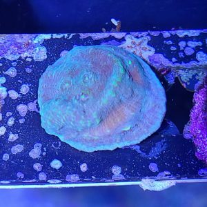 Toxic Avenger Chalice Coral Frag