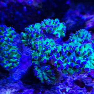 Branching Frogspawn (Frammer) Coral