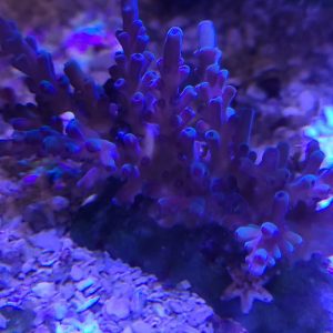 Oregon Tort Acropora Coral #6