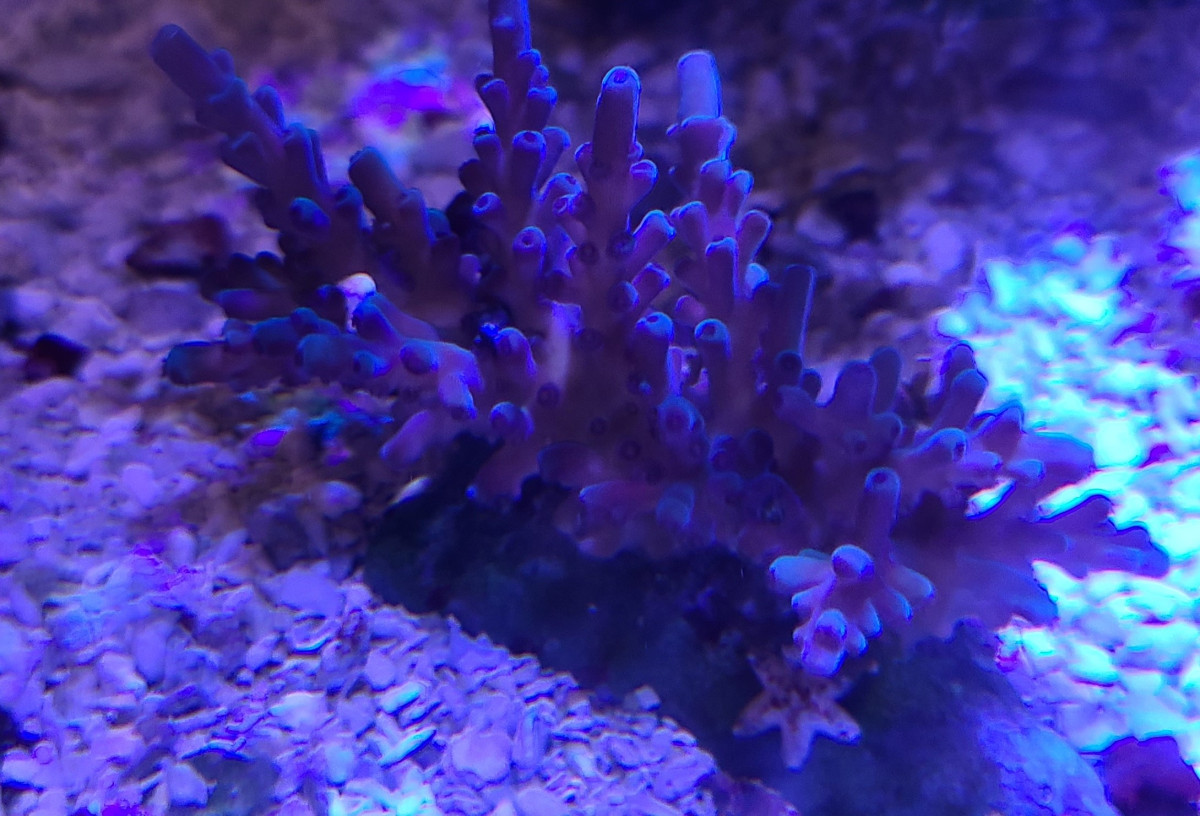 Oregon Tort Acropora Coral #6