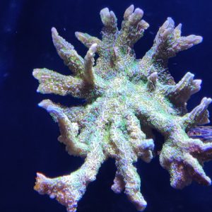 Tubs Stellata Montipora Coral