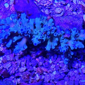 Oregon Tort Acropora Coral #6