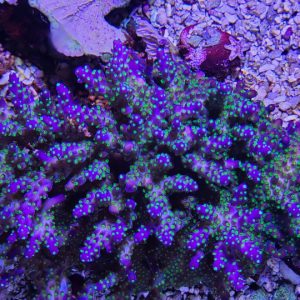 Tri-Color / Bonsai Branching Coral