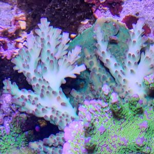 Strawberry Shortcake Coral