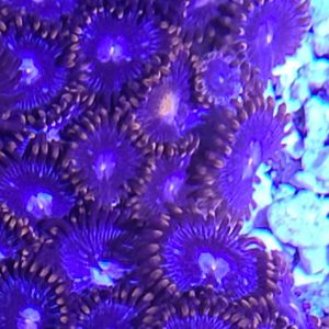 Red Zoanthid Colony - Large