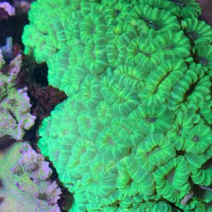 Neon Kryptonite Candy Cane Colony 50+ Heads