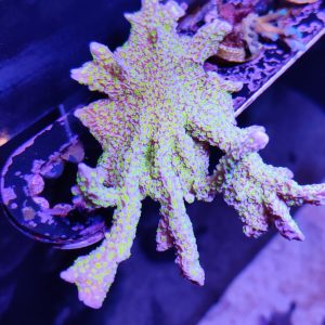 Tubs Stellata Montipora Coral