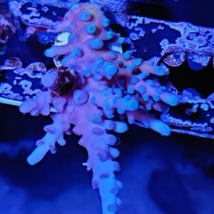 Oregon Tort Acropora Coral #1