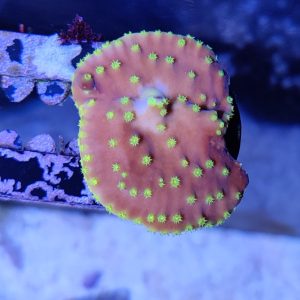 Yellow Cup Coral Turbinaria Frag