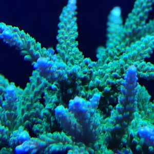 Bali Green Slimer Colonies