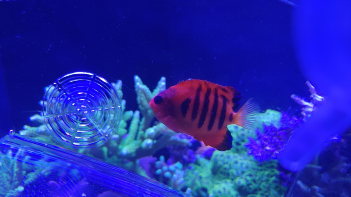 Beautiful Flame Dwarf Angelfish