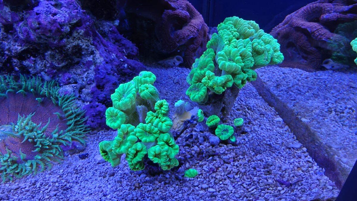 Kryptonite Candy Cane Colonies
