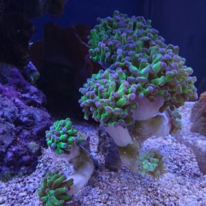 Branching Frogspawn (Frammer) Coral - 12+ Heads
