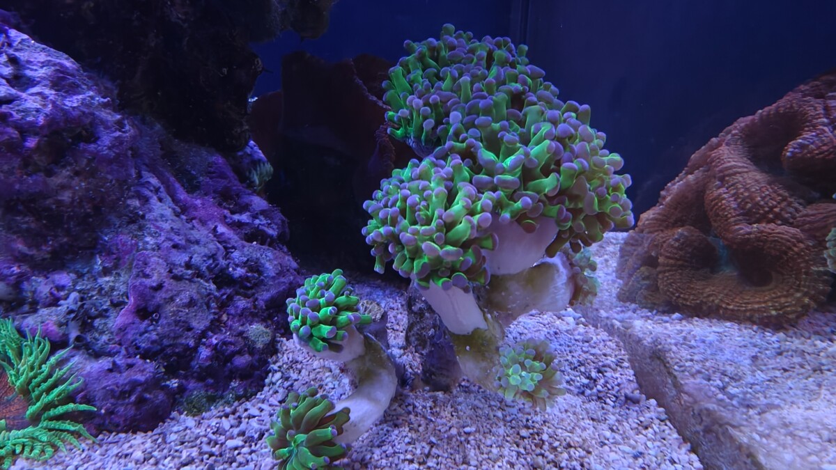 Branching Frogspawn (Frammer) Coral - 12+ Heads