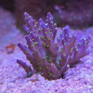 Vivid Tricolor Acropora Coral