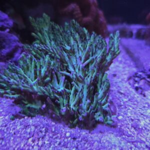 Strawberry Shortcake Coral Colony