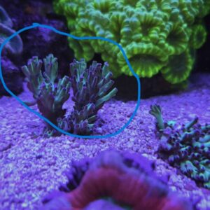 Strawberry Shortcake Coral - Small Branching