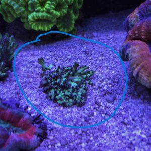 Strawberry Shortcake Coral - Small Plating