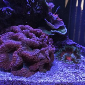 XL Lobophyllia Crimson Coral - Premium