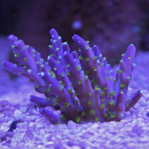 Vivid Tricolor Acropora Coral